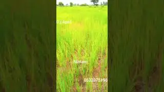 nintam