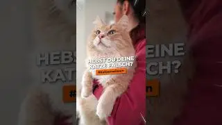 Katze richtig hochheben, halten und absetzen. So gef&auml;llt es auch deiner Katze! #katzenwissen #shorts