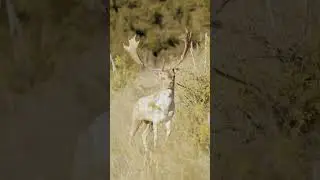 Giant White Fallow deer hunting in New Zealand with Exclusive Adventures New Zealand