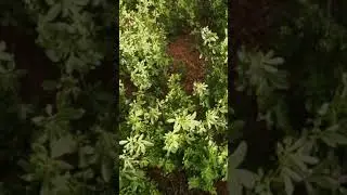 Alfalfa plant or Medicago sativa