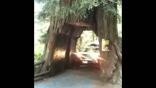 Tour Thru Tree.MOV