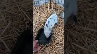 Cute piggy vibes #piggy #farmraised