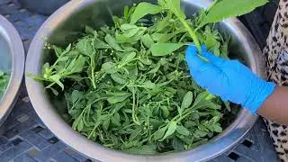How To Process, Preserve Waterleaf & Save Waterleaf Seeds.  #Waterleaf