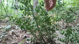 Иглица колючая(Ruscus aculeatus)