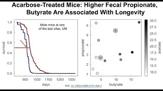 Acarbose Extends Lifespan: Impact Of The Gut Microbiome