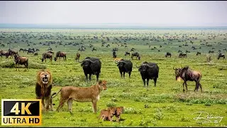 4K African Wildlife: Tarangire National Park - Scenic Wildlife Film With Real Sounds