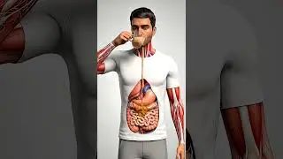 Milk Tea Side Effects &ndash; Sugar & Fat Slowing Digestion ☕❌ #3danatomy #asmr #milktea