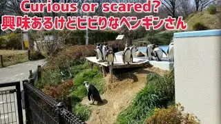 ペンギン 好奇心旺盛それともビビり？Penguin Curious or scared?