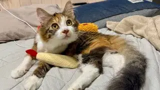 【保護猫】腕は小エビフライ、しっぽは大エビフライ