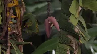 Sonnenvogel vogelkunde vogel