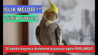 Sultan Papağanı Islık Melodisi Ölürüm Türkiyem 30 dakika Reklamsız
