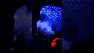 GLOWING JELLY FISH, AMAIZING DEEP SEA CREATURE#shorts