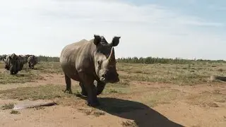 One of the world's largest rhinoceros farms goes up for auction in South Africa | AFP