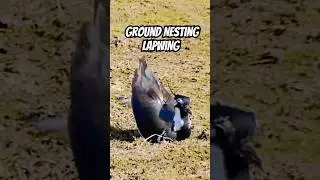 Ground Nesting Lapwing #birds #shorts