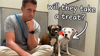 Trying to get my New Dogs to Take Their First Treat (LIVE 🔴)