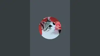 pet Cat smart entertainment is live
