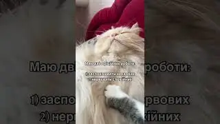 Чим вам допомогти? 🐾😹 #cat #ржакадосліз #мем