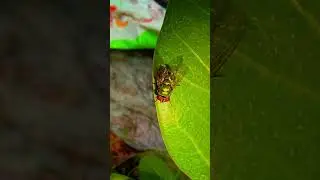 Common green bottle fly