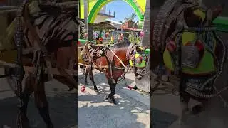 karnaval kuda hias