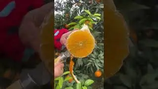orange relieves stress. Smelling an orange or eating one can reduce stress by over 70%.