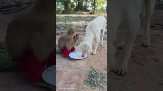 monkey brothers want to eat fried eggs #shorts #monkey #animals #funny