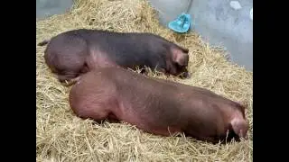 Tekera mixed farm pigs.