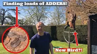 WEEKLY VLOG: Adders in Norfolk! New Bird of Prey at our Falconry Centre & Preparing to OPEN!
