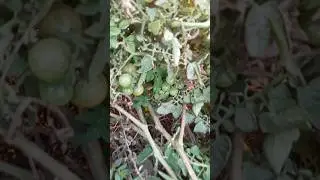 How to grow cherry tomato #tomato #cherry #growth #farming #farm #music #nature #viral #shorts #red