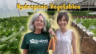 🌱 How to Grow Hydroponic Vegetables | Carrots, Tomatoes, Peppers & Lettuce