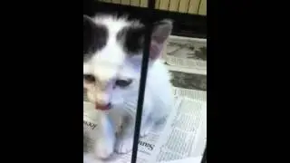 Rockwall animal shelter kittens 1