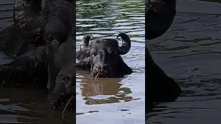 B&uacute;falos Tomando Banho no Rio Negro.