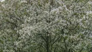 Amelanchier-laevis