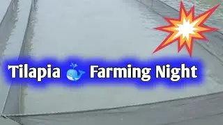 Tilapia Farming at Night  ,outdoor fish farming method with air pump with filter ,mark yohane tv🤩🤩🤩