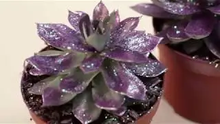Add sparkle to your arrangements using Floralife&reg; Metallic Aqua colour Spray paint