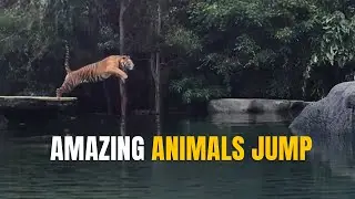 Animals jump crocodile, tiger & goats 🐐#wildlife  #animals