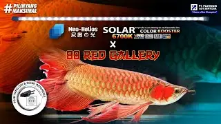 BIKIN WARNA ARWANA SUPER RED MAKSIMAL DENGAN LAMPU TERBAIK!! - SOLAR COLOR BOOSTER X 88 RED GALLERY