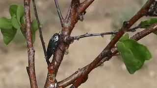 ENEMIGO Nº 1 DE LOS FRUTALES