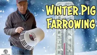 Extreme Cold Baby Piglet Setup - Can We Beat The Weather?