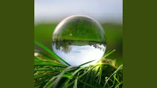 Enchanted Moss Melodies