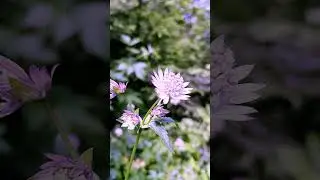 🌸💫 The Secret Beauty of Wildflowers | Nature&rsquo;s Magic Blooms 🌼🌿✨