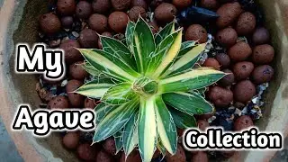 My Agave Collection | Overview of Beauties in My Garden