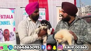 Best Quality Dogs Plz call 8264863095 #shorts #vlogs #vlogger #officalvideo 