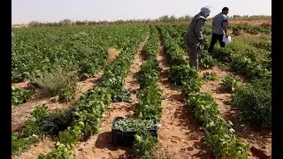 #بسكرة :  انطلاق عملية #الاحصاء_الفلاحي بعين الناقة ضمن مخطط الاحصاء الوطني