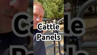 What are cattle panels?