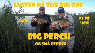 Big Perch -  og små gedder