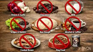 Human Food can be POISON for cats!! 😿