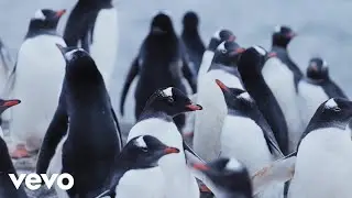 Gerry Morgan - PETER PENGUIN'S TANGO (Official Music Video)