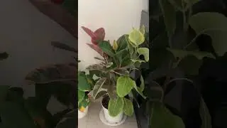 Indoor garden UAE #uae #plants #dubai #garden #home #indoorplants #aesthetic #calm