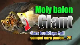 CARA BUDIDAYA IKAN  BALON  full cara panen