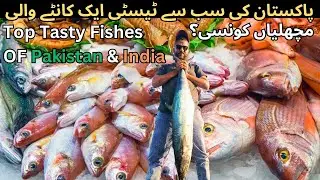 Top 10 Tasty Fishes in India & Pakistan | Tasty Fish of Pakistan Biggest Fishery 2026